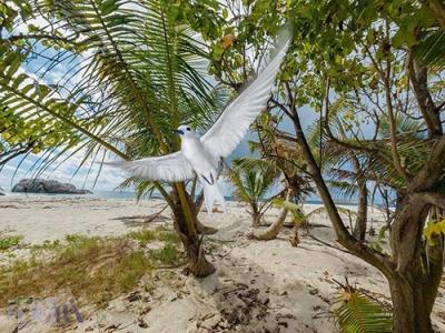 16-2-18-201520seychelles-tern-flight_94162_990x742.jpg